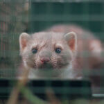 animal trap