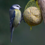 bird fat ball
