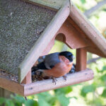 bird house