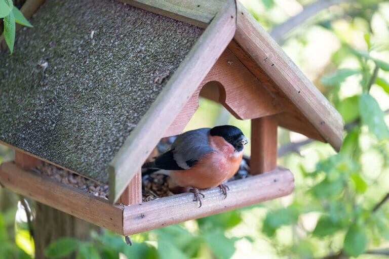 bird house