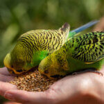bird seed