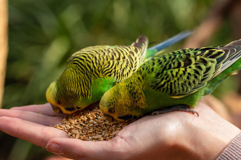 bird seed