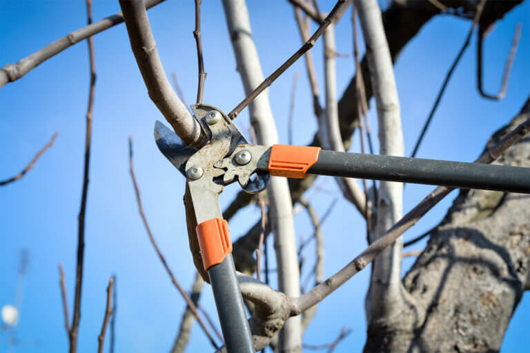boxwood shears