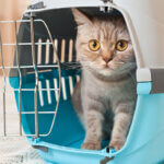 cat carrier