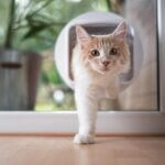 cat door