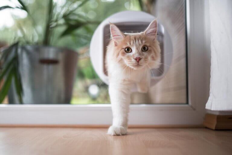 cat door