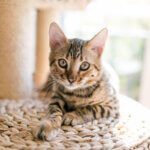 cat tree