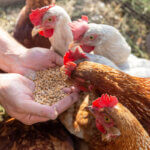 chicken feed