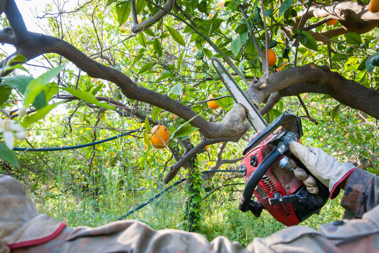 cordless garden saw