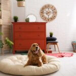 dog bed