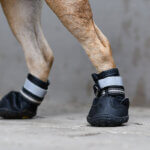 dog boot