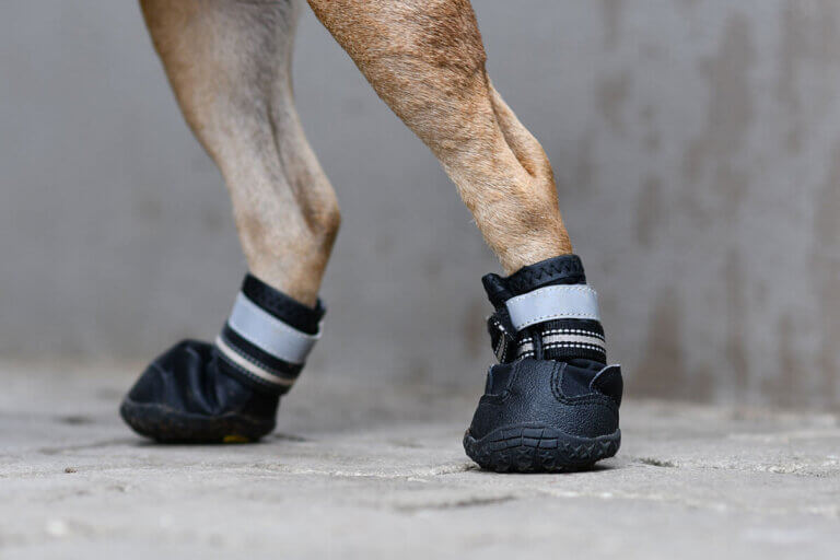 dog boot