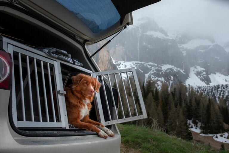 dog carrier