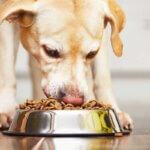 dog food