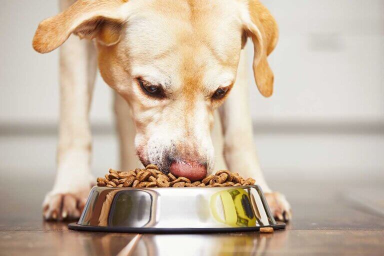 dog food