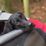 dog stroller