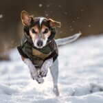 dog winter coat