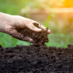 fall lawn fertilizer