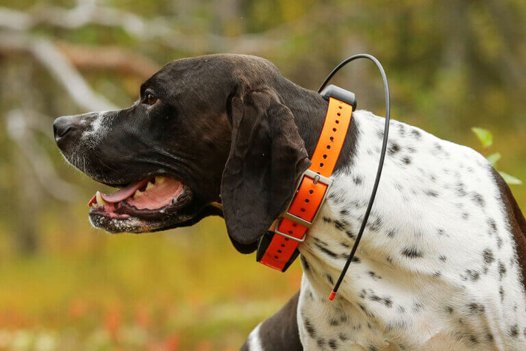 pet tracker