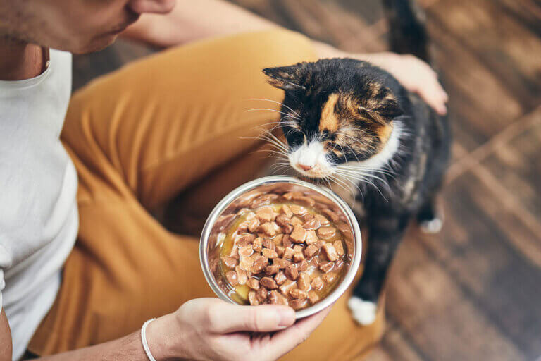 wet cat food